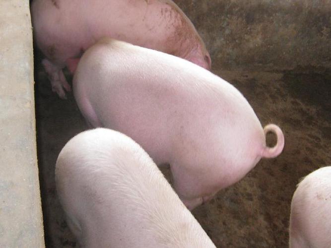供应韶关养猪饲料 黄粉虫蛋白生物饲料 生产有机猪肉的首选图片